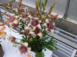 Foto: Dr. Peter Müller